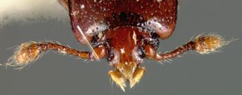 Media type: image;   Entomology 32242 Aspect: head frontal view